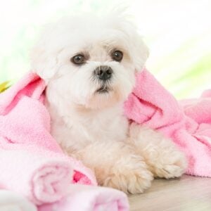 Maltese Dog Breed