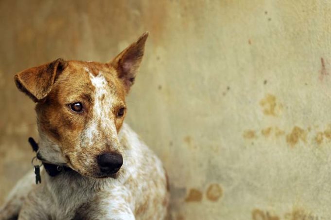 Many Dogs Left Tied Up During Hurricane Irma – Owners Will Be Prosecuted