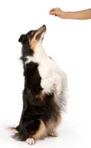 Most Effective Dog Training Methods