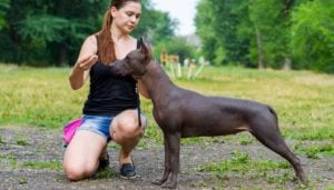 Understanding Dog Behavior During Training