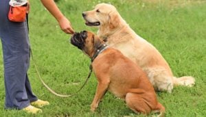 Most Effective Dog Training Methods