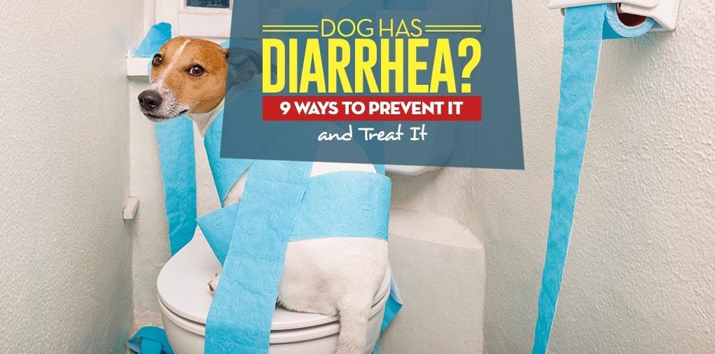 My Dog Has Diarrhea