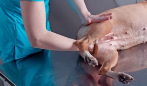 Pain Management for Dogs