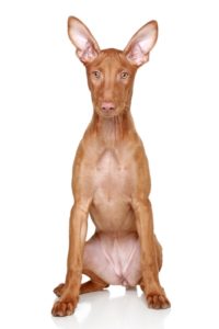 Pharaoh Hound Dog