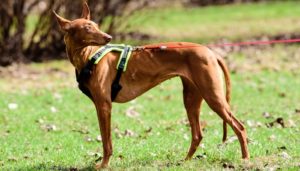 Pharaoh Hound Dog