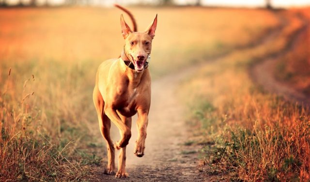 Pharaoh Hound Dog