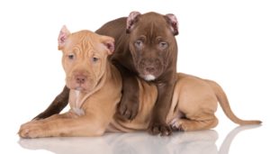 Pit Bull Facts