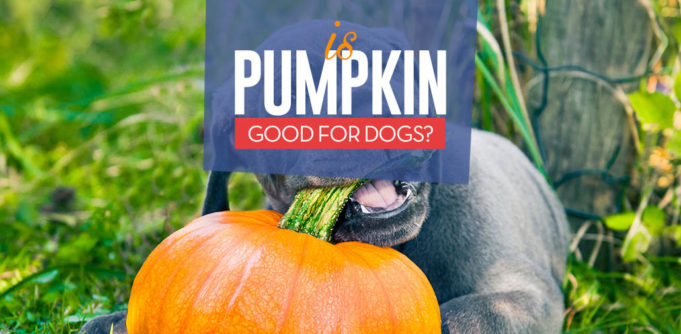 Pumpkin for Dogs 101