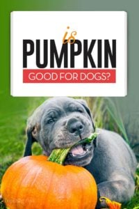 Pumpkin for Dogs 101 - A Healthy Snack With No Side Effects