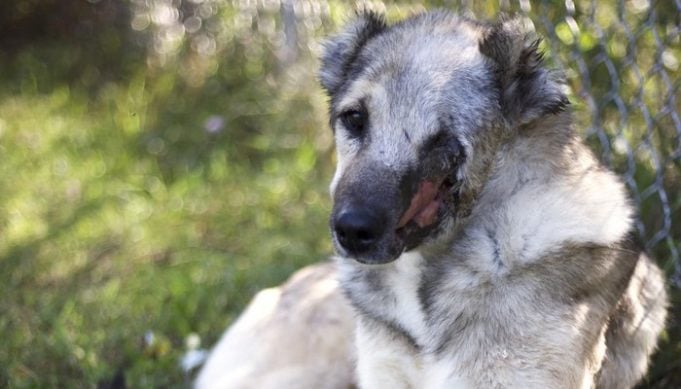 Iranian Dog Flown to U.S. for Treatment for Cruel Injury