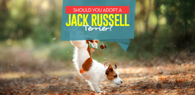 Reasons to Adopt a Jack Russell Terrier