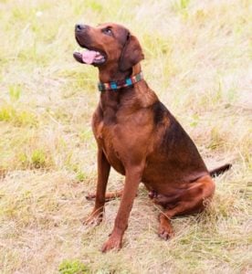 Redbone Coonhound Dog