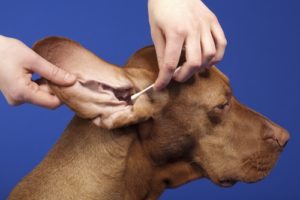 Redbone Coonhound Dog