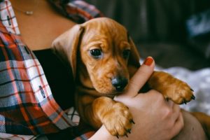 Where to Adopt A Redbone Coonhound Dog?