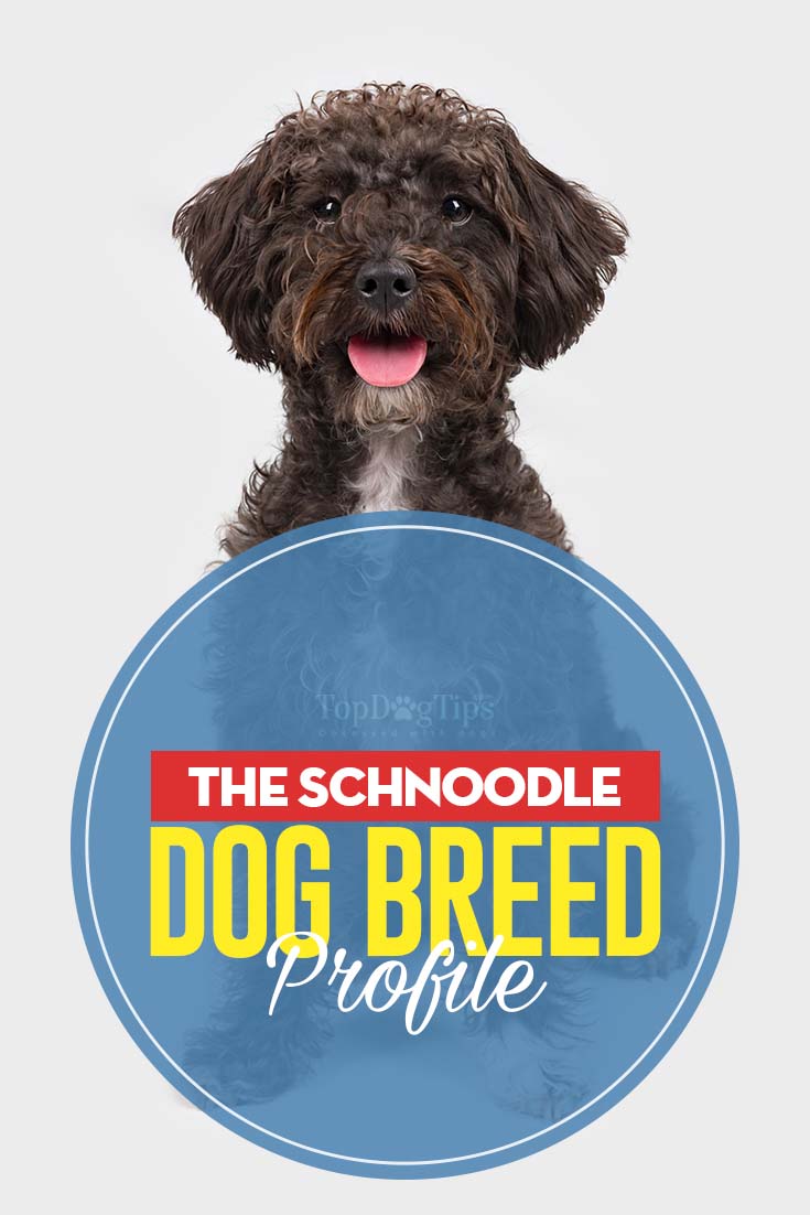 Schnoodle Dog Breed Profile