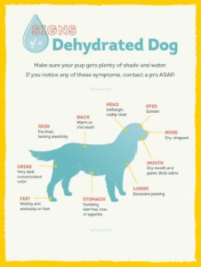 Signs of dog dehydration