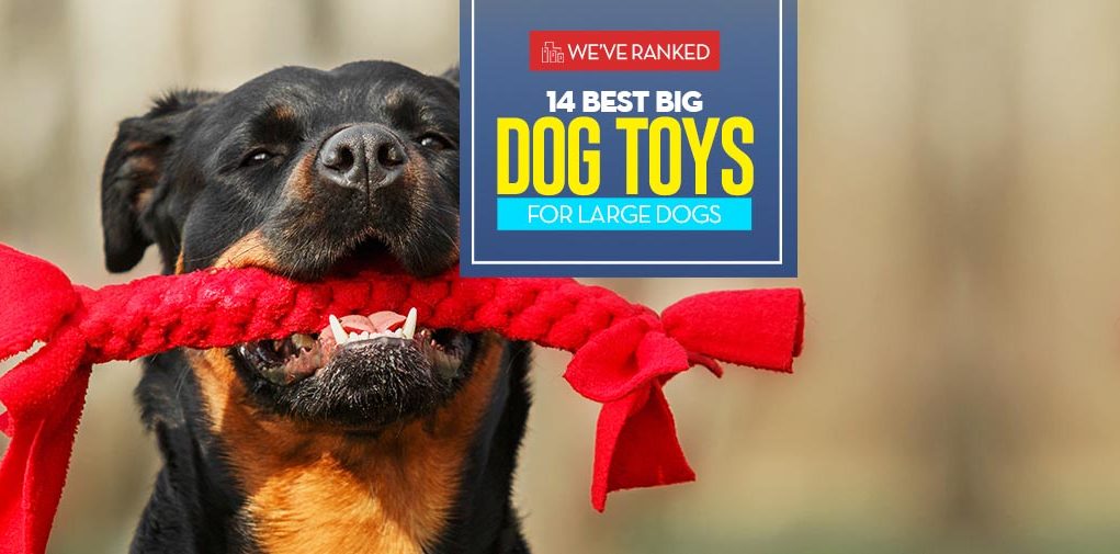 The 14 Best Big Dog Toys for Large Dogs