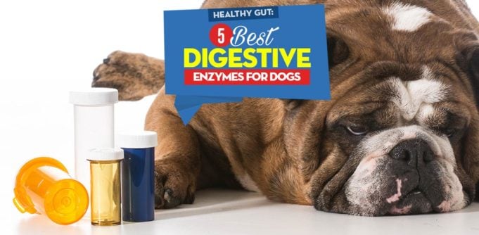 The 5 Best Digestive Enzymes for Dogs