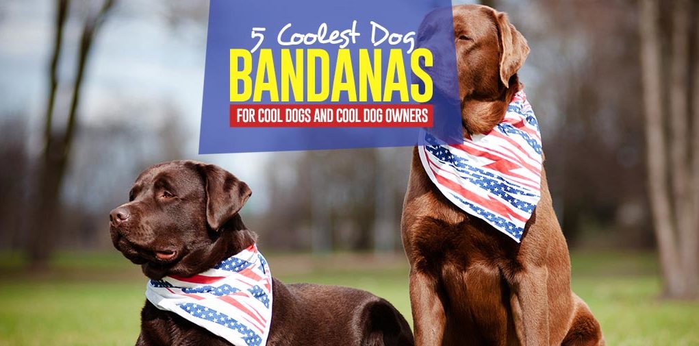 The 5 Best Dog Bandanas