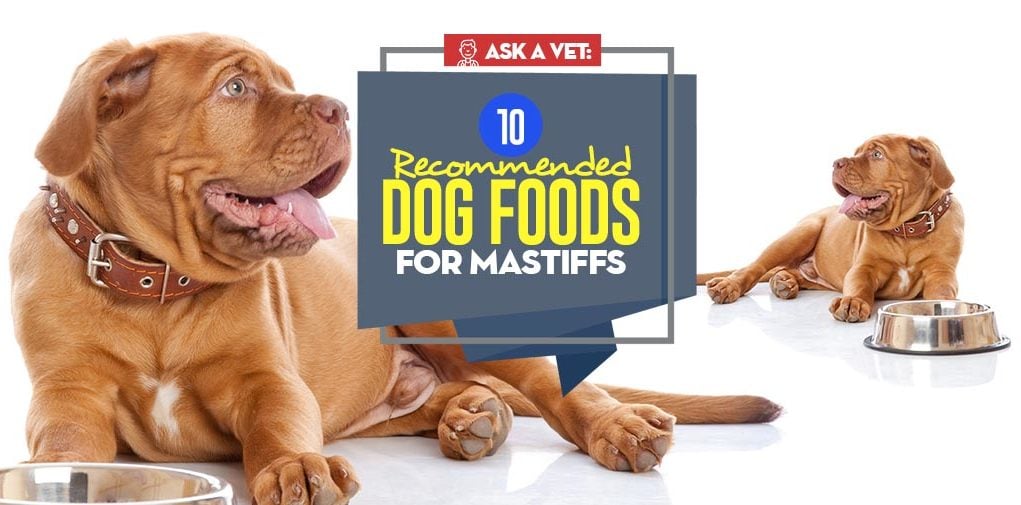 The Best Dog Food for Mastiffs