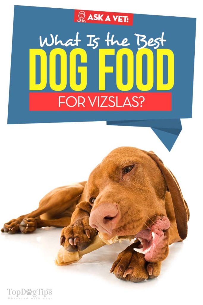 The Best Dog Food for Vizsla - Top 9 Vet Recommended Brands