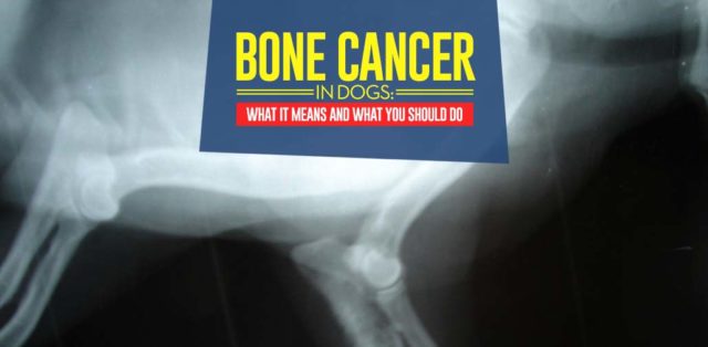 The Bone Cancer in Dogs