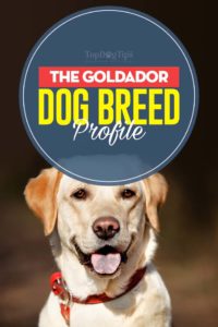 The Goldador Dog Breed Profile