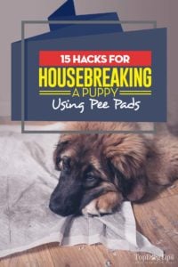 The Hacks on How to Housebreak a Puppy