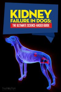 The Kidney Failure in Dogs