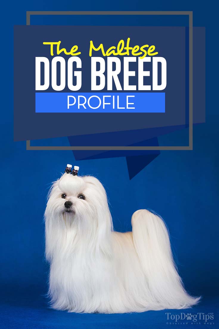 The Maltese Dog Breed Profile