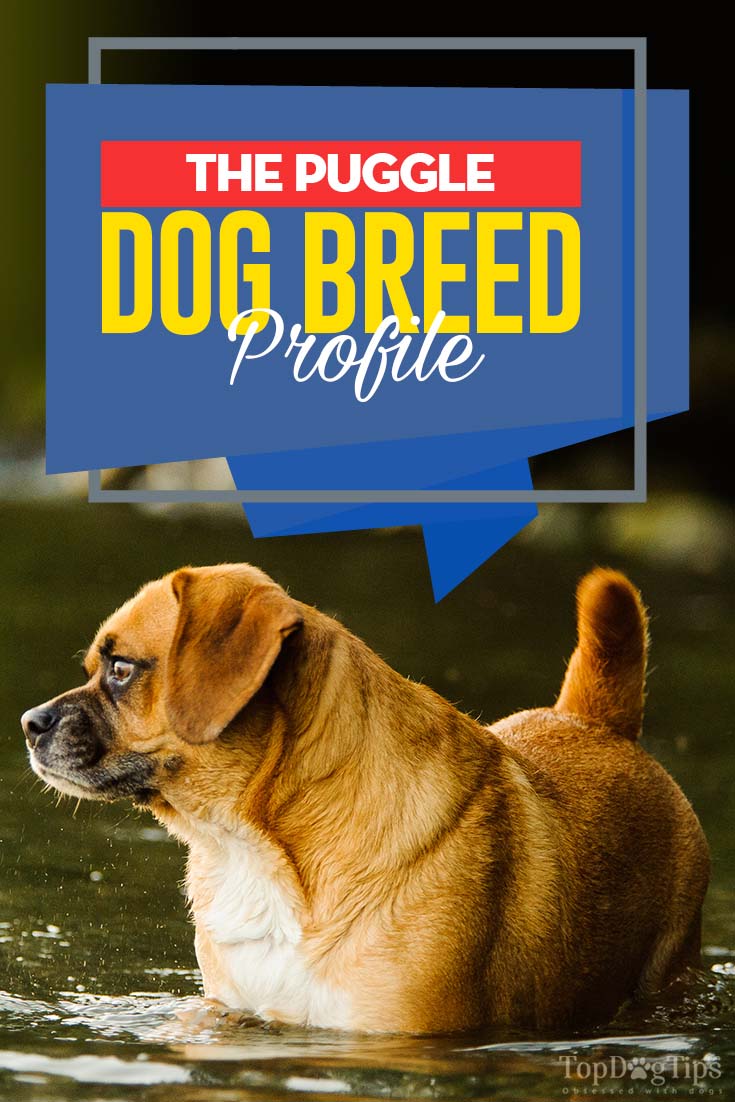 The Puggle Dog Breed Profile