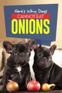 The Real Reason Dogs Cannot Eat Onions