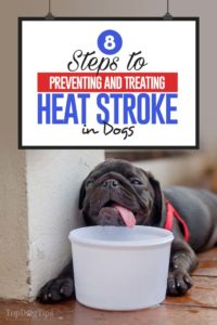 The Steps to Preventing and Treating Heat Stroke in Dogs