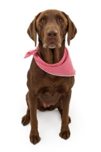 The best dog bandanas