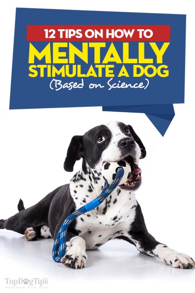 Tips on How to Mentally Stimulate a Dog