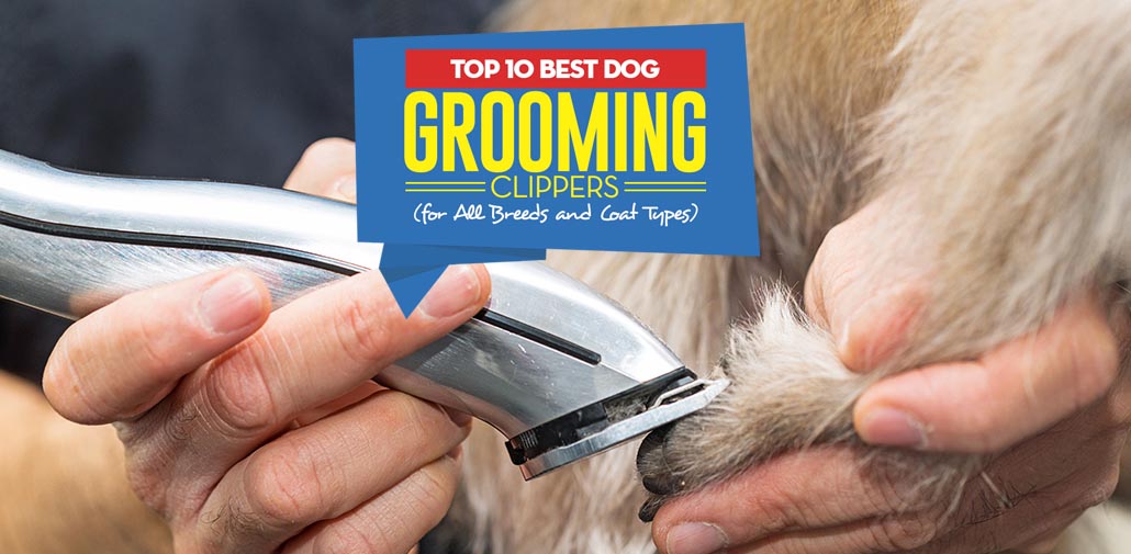 Top 10 Best Dog Grooming Clippers For All Breeds and Coat Types