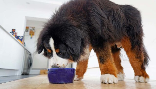 Top 10 Best Large Breed Dog Foods featured image