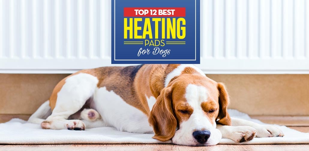 Top 12 Best Heating Pads for Dogs