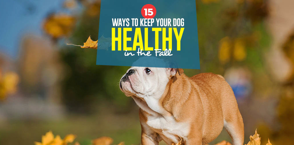 Top 15 Ways to Keep Your Dog Healthy in the Fall