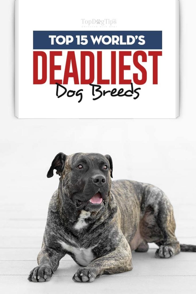 Top 15 World’s Deadliest Dog Breeds