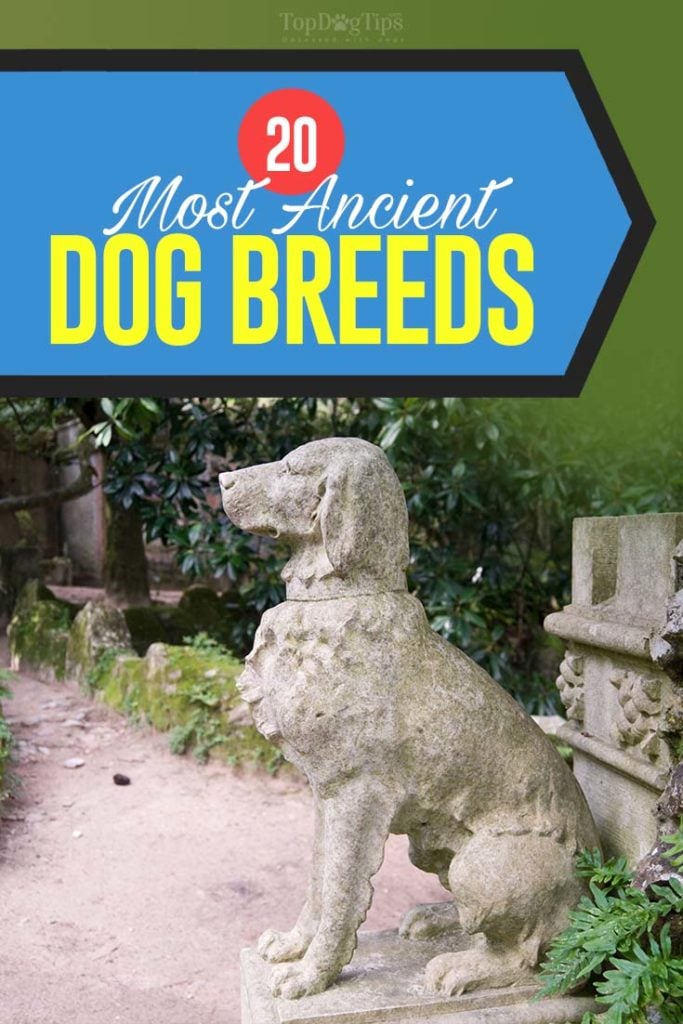 Top 20 Most Ancient Dog Breeds