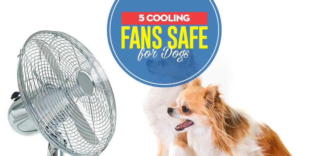 Top 5 Best Dog Cooling Fans for Home