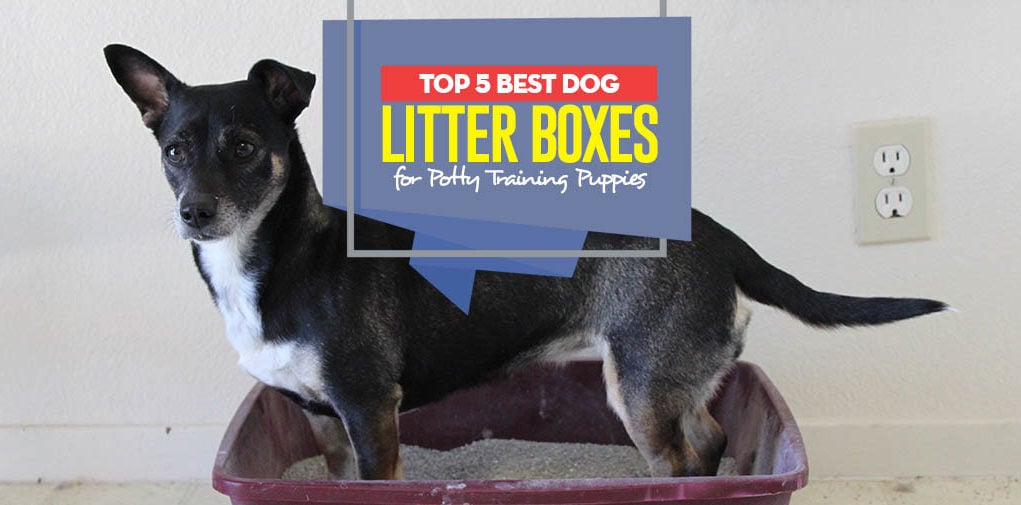 Top 5 Best Dog Litter Boxes for Potty Training Puppies