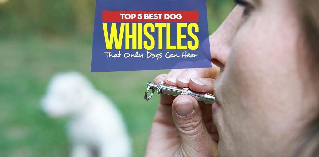 Top 5 Best Dog Whistles That Only Dogs Can Hear