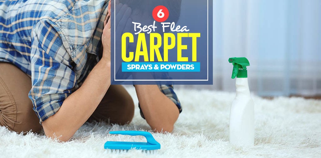 Top 6 Best Flea Carpet Sprays & Powders