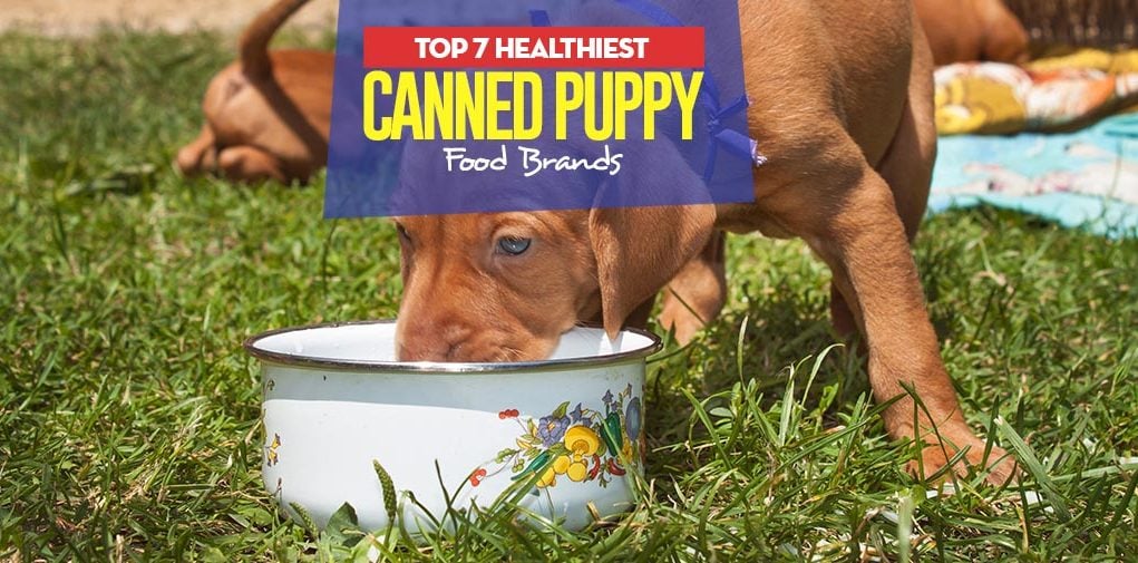 Top 7 Best Canned Puppy Foods