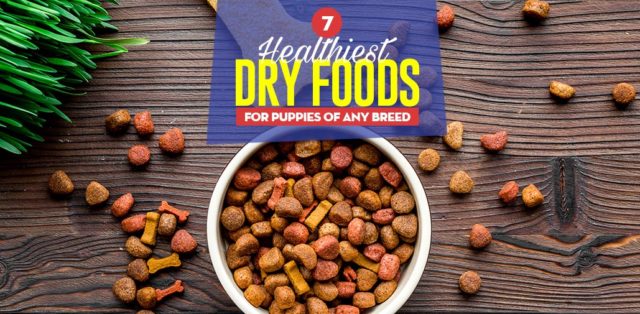 Top 7 Best Dry Foods for Puppies of Any Breed