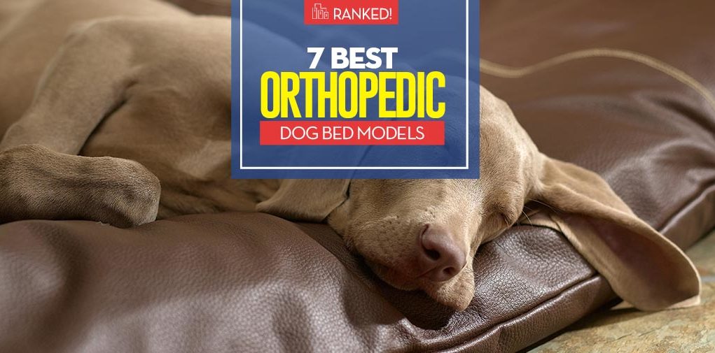 Top 7 Best Orthopedic Dog Bed Models