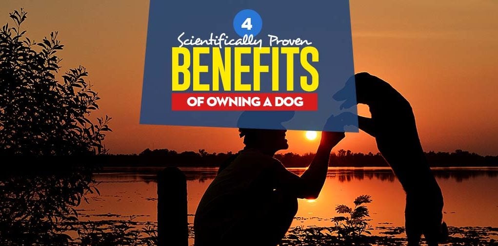 Top Benefits of Owning a Dog