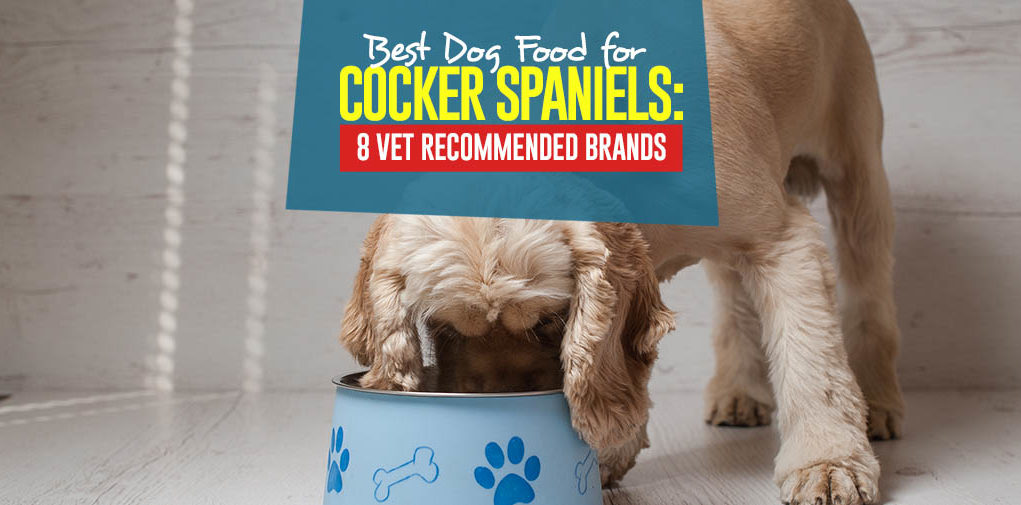 Top Best Dog Foods for Cocker Spaniels